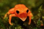 pumpkin_toadlet.jpg